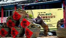 广西龙虎山门票