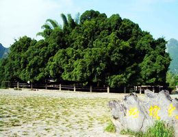 阳朔大榕树